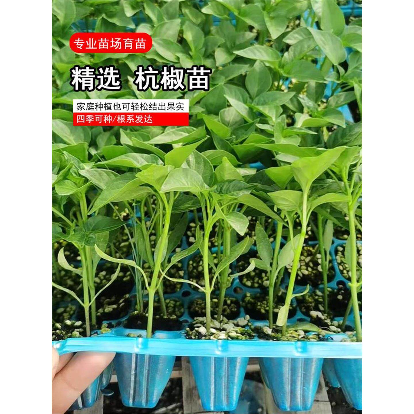 杭椒7号种子苗正宗辣秧四