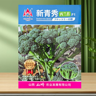西兰苔种子种籽芥兰菜西兰花种籽苗芥蓝菜心秧苔菜四季菜苔蔬菜孑