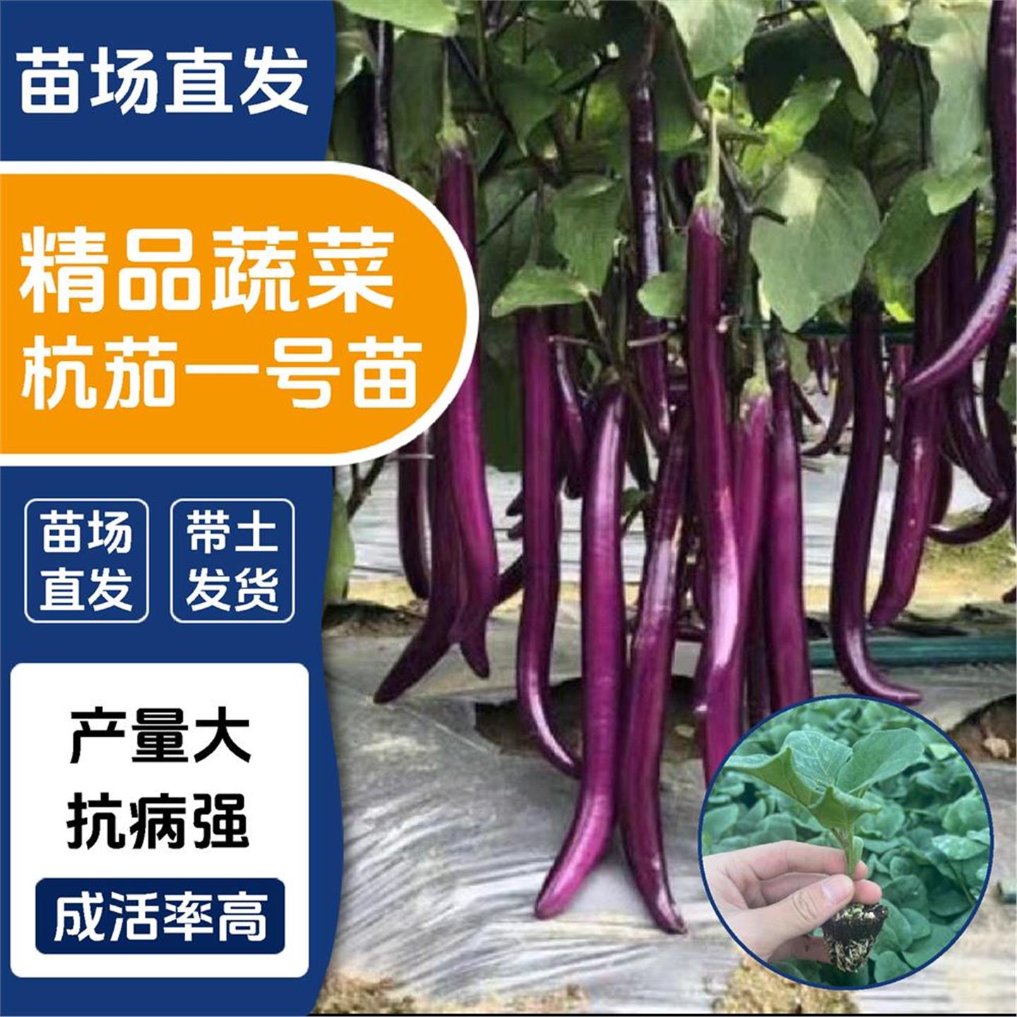 茄子苗秧种杭圆长紫把四季