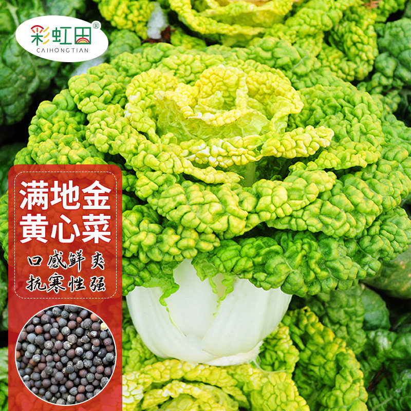 黄心乌塌菜种子菊花籽耐寒
