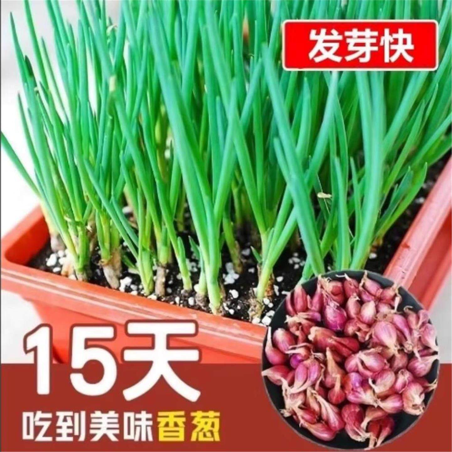 四季速生红皮火葱头农家小