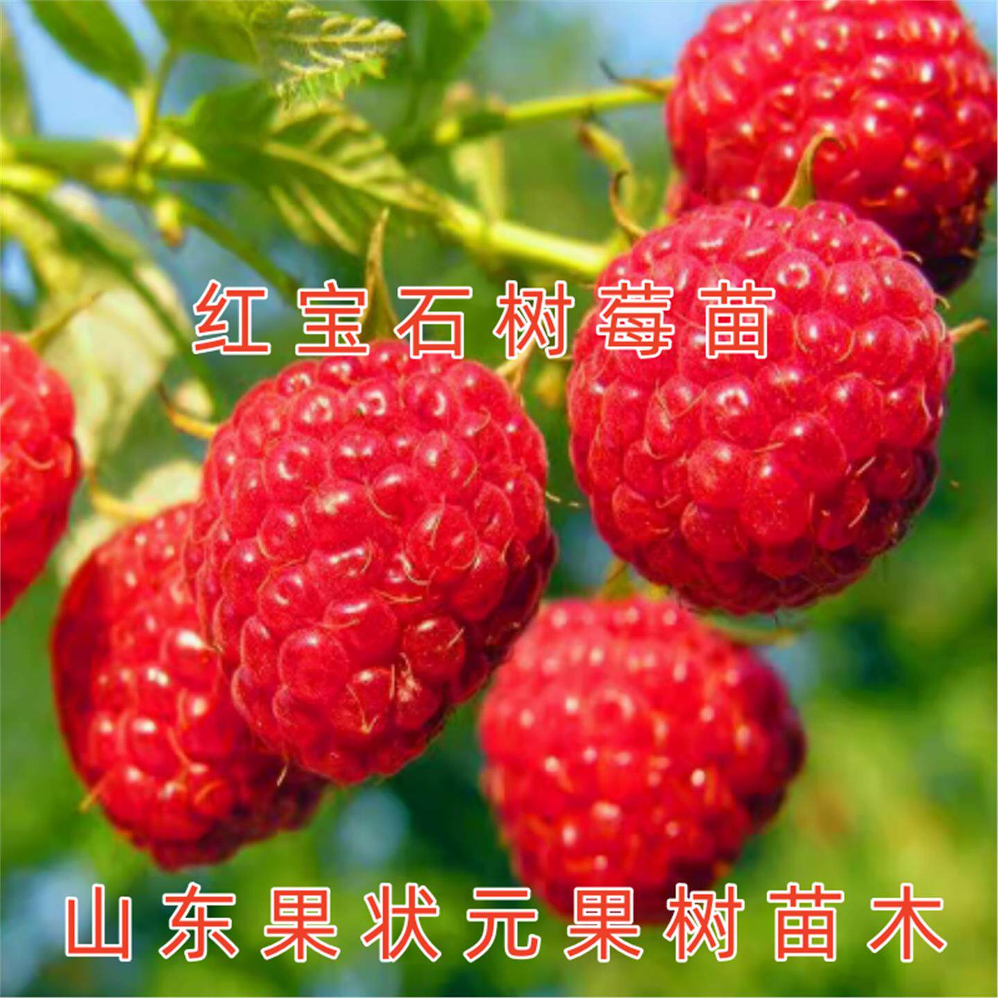 红宝石树莓苗南北种植盆栽