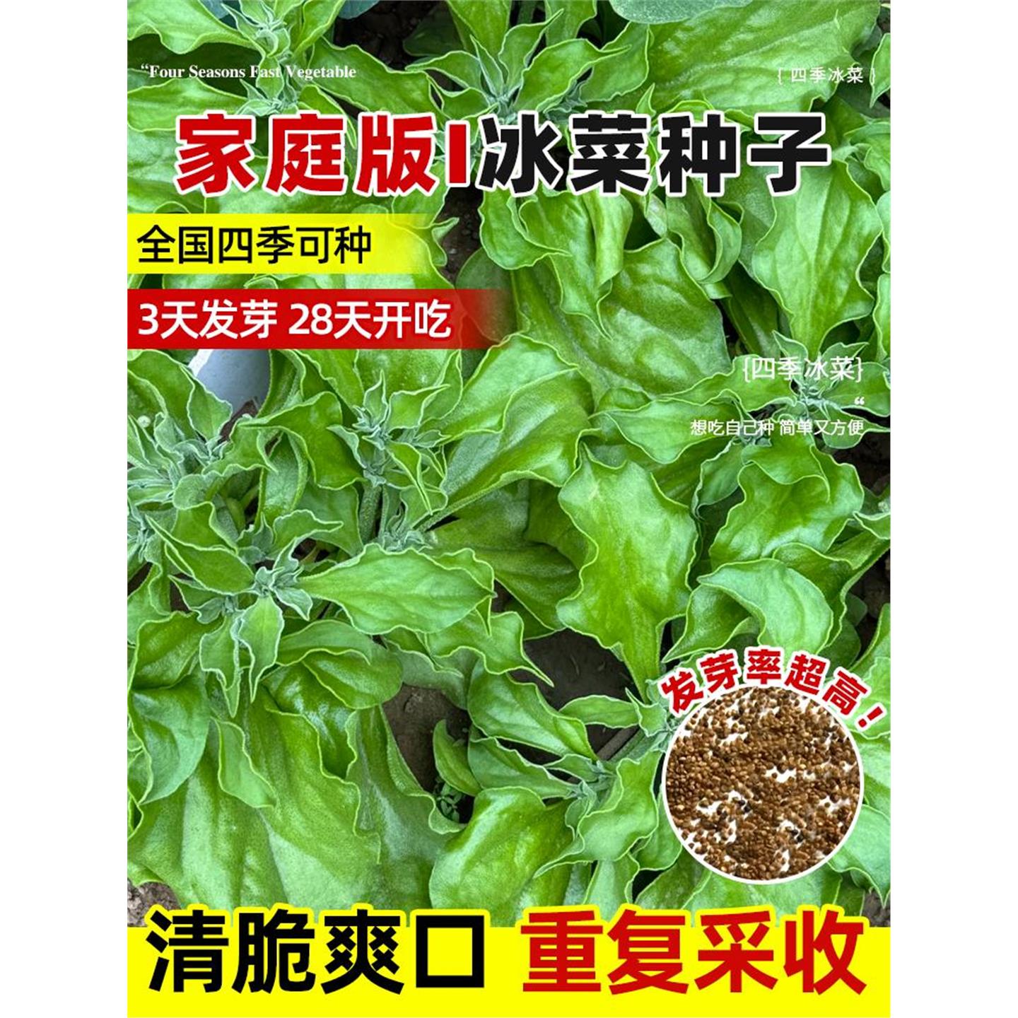 水晶冰菜种籽阳台盆栽蔬子