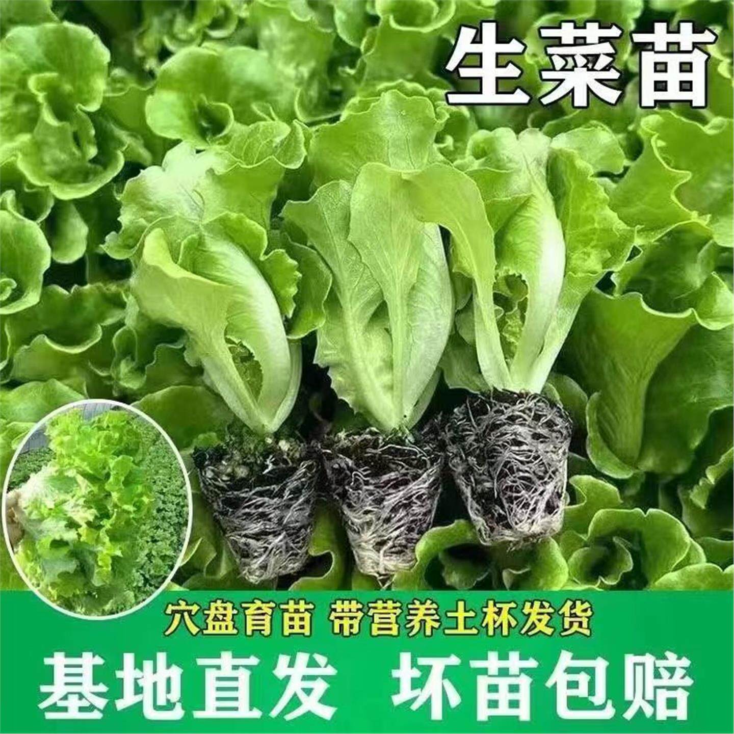 生菜苗奶油意大利直立速秧