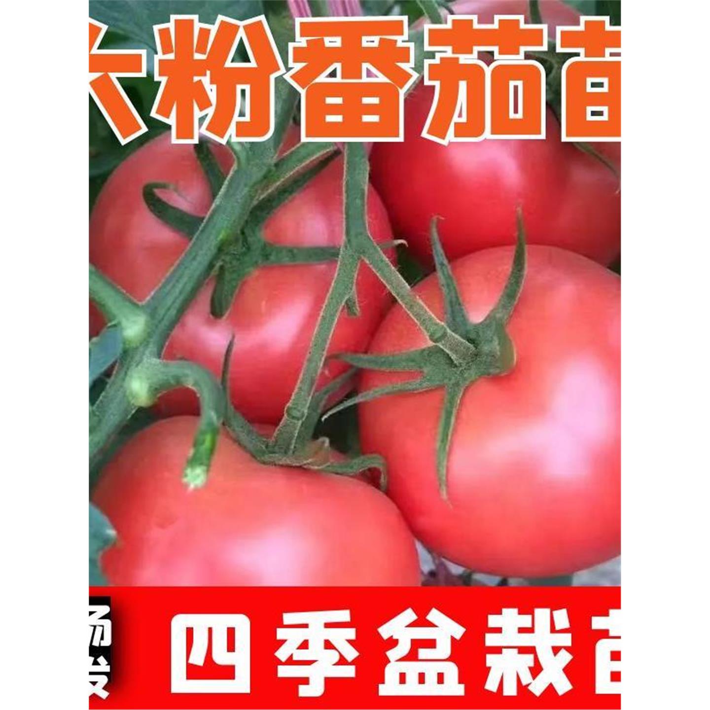 大粉番茄西红柿秧苗子沙瓤