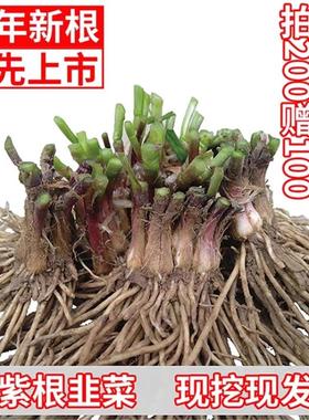 韭菜根苗现挖宽叶香韭菜根紫根韭菜细叶四季阳台盆栽种绿色蔬菜苗