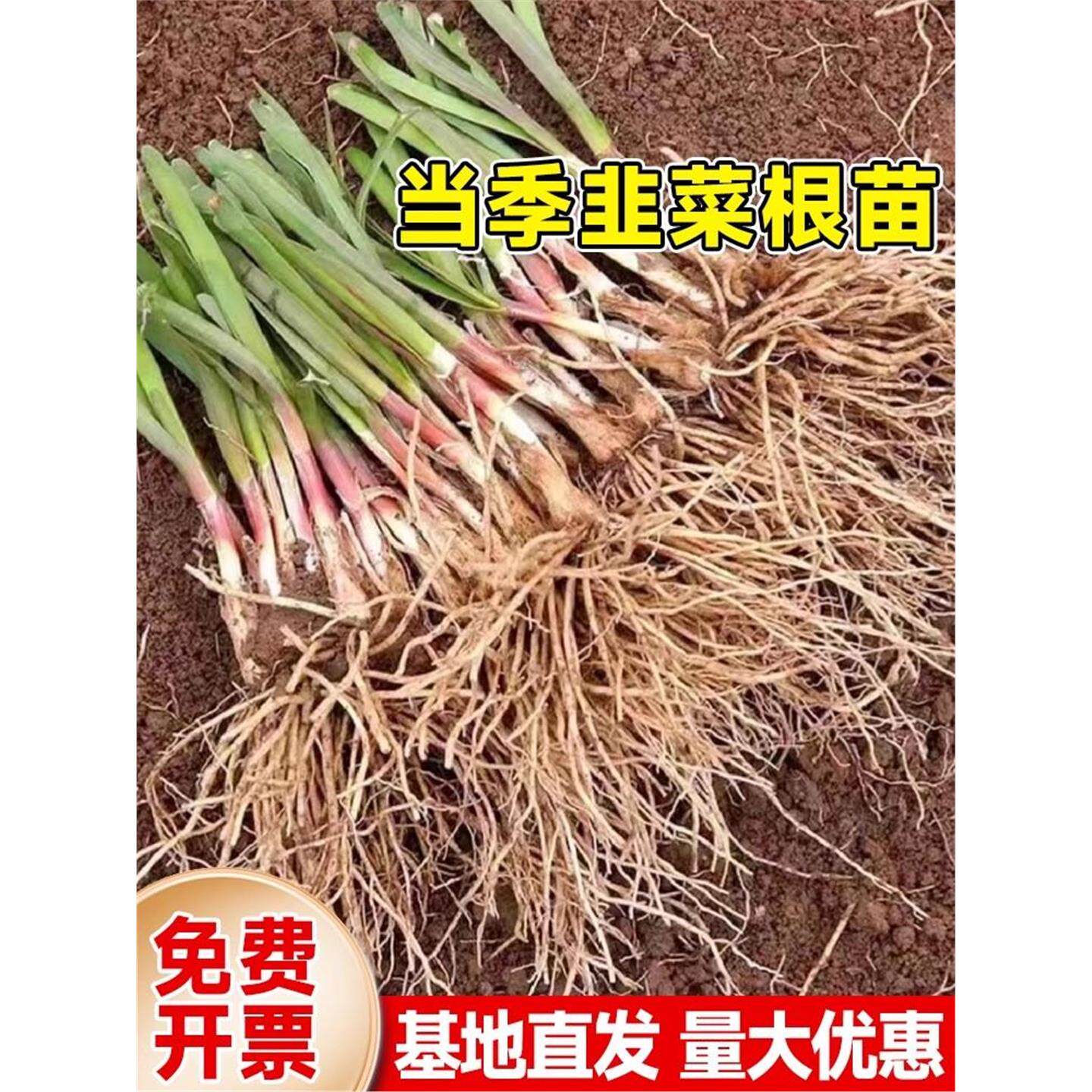 现挖四季韭菜根苗带土红大