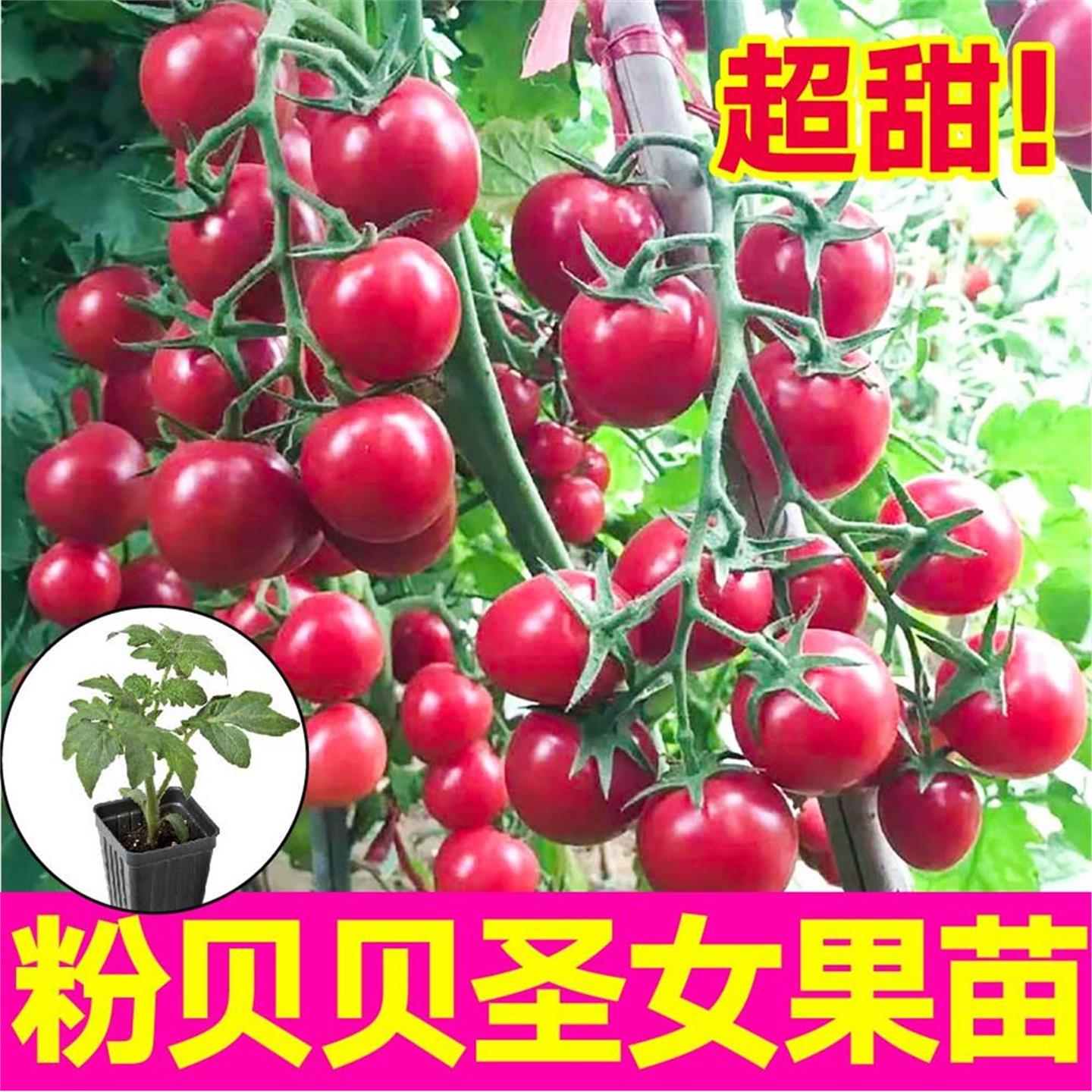 高产串收超甜粉贝圣女果苗