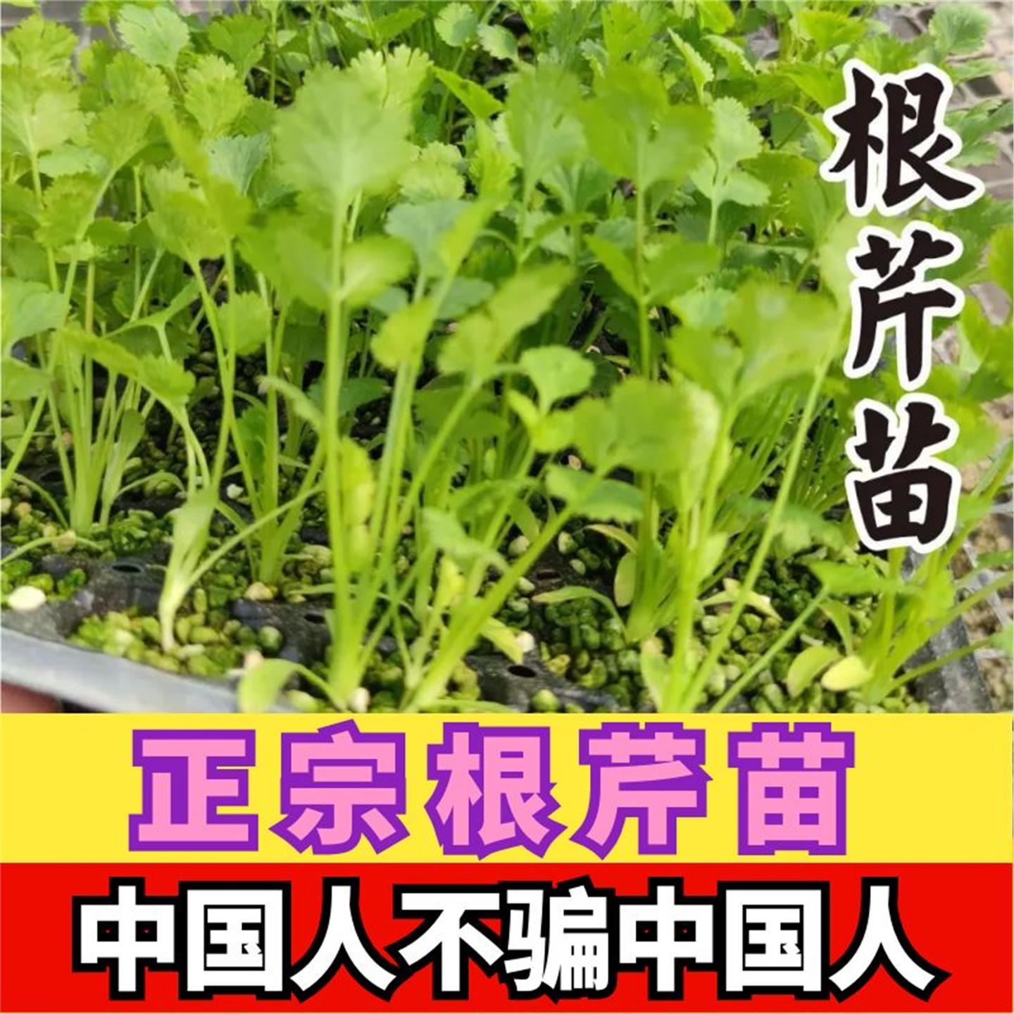 穴盘根芹秧苗高产阳台盆栽