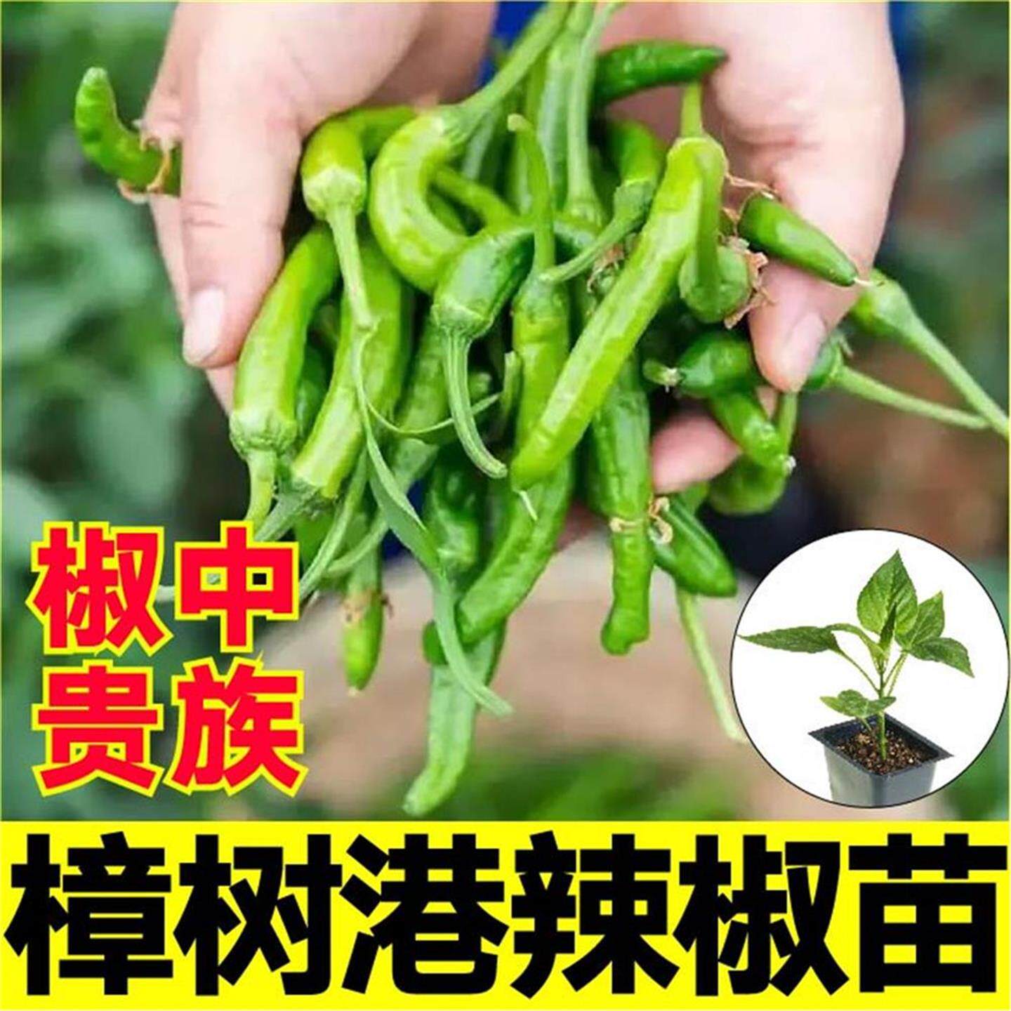 椒中贵族樟树港辣苗秧正宗