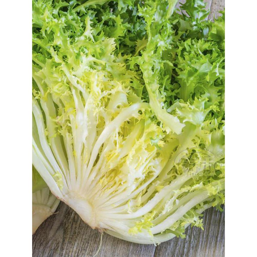 黄心苦菊种子籽苗苣菜生四