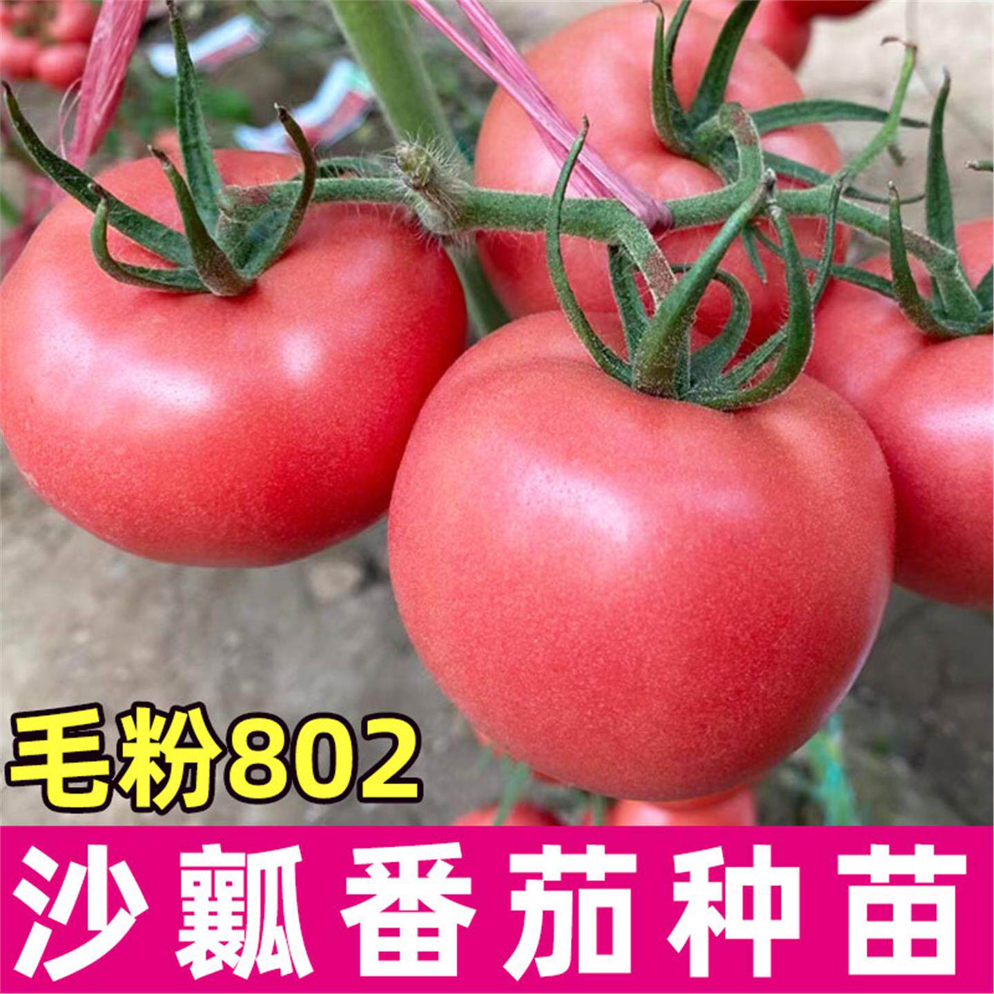 毛粉802番茄种子老品沙瓤