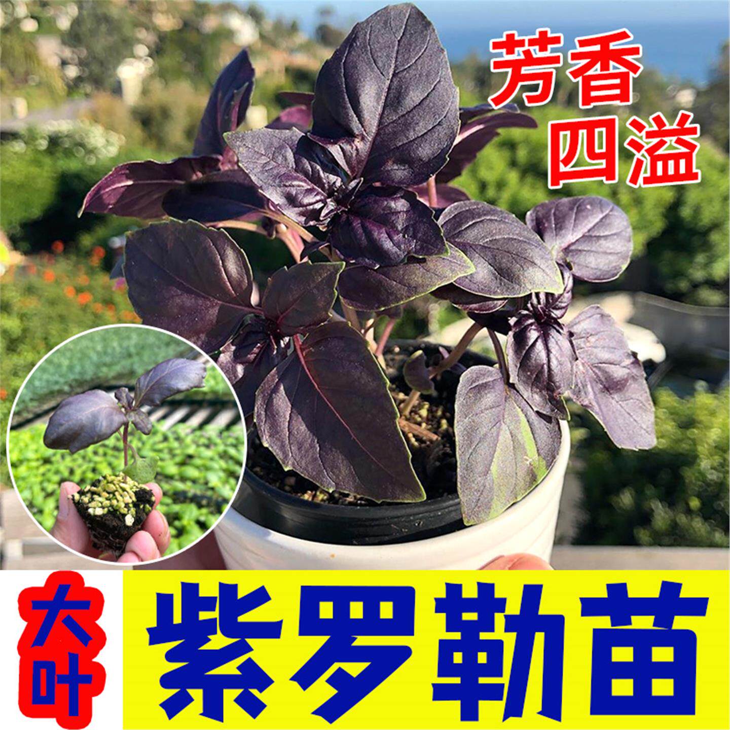 大叶紫罗勒秧苗种子食用调