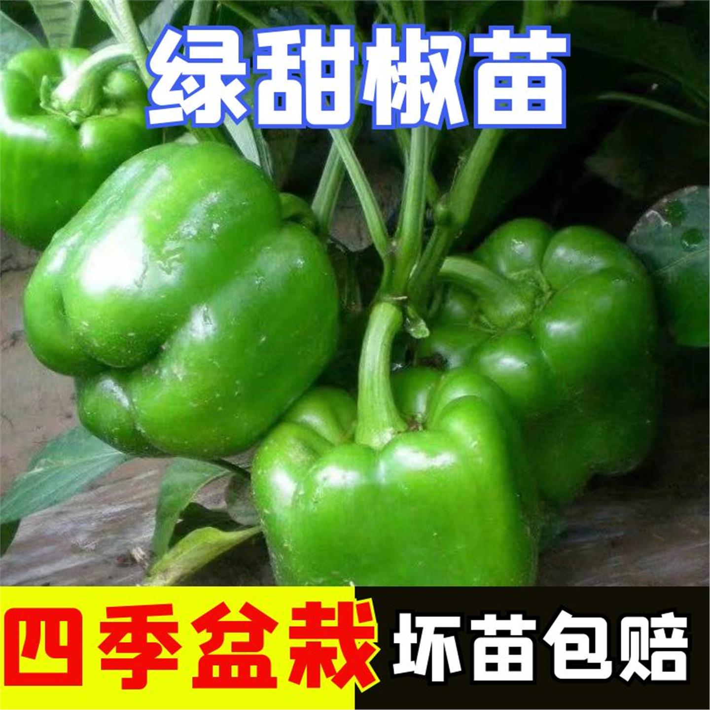 绿圆椒苗辣椒秧苗青椒甜椒太空椒树苗七彩灯笼红彩椒南方种蔬菜苗