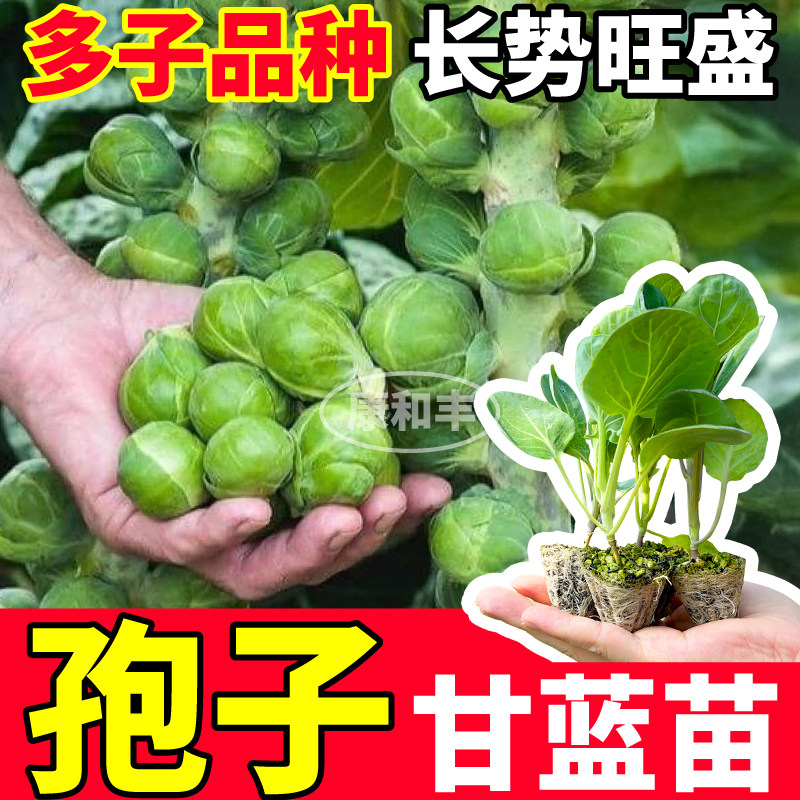 寿光孢子甘蓝苗秧四季多子品种抱子迷你小甘蓝种子阳台小院盆栽