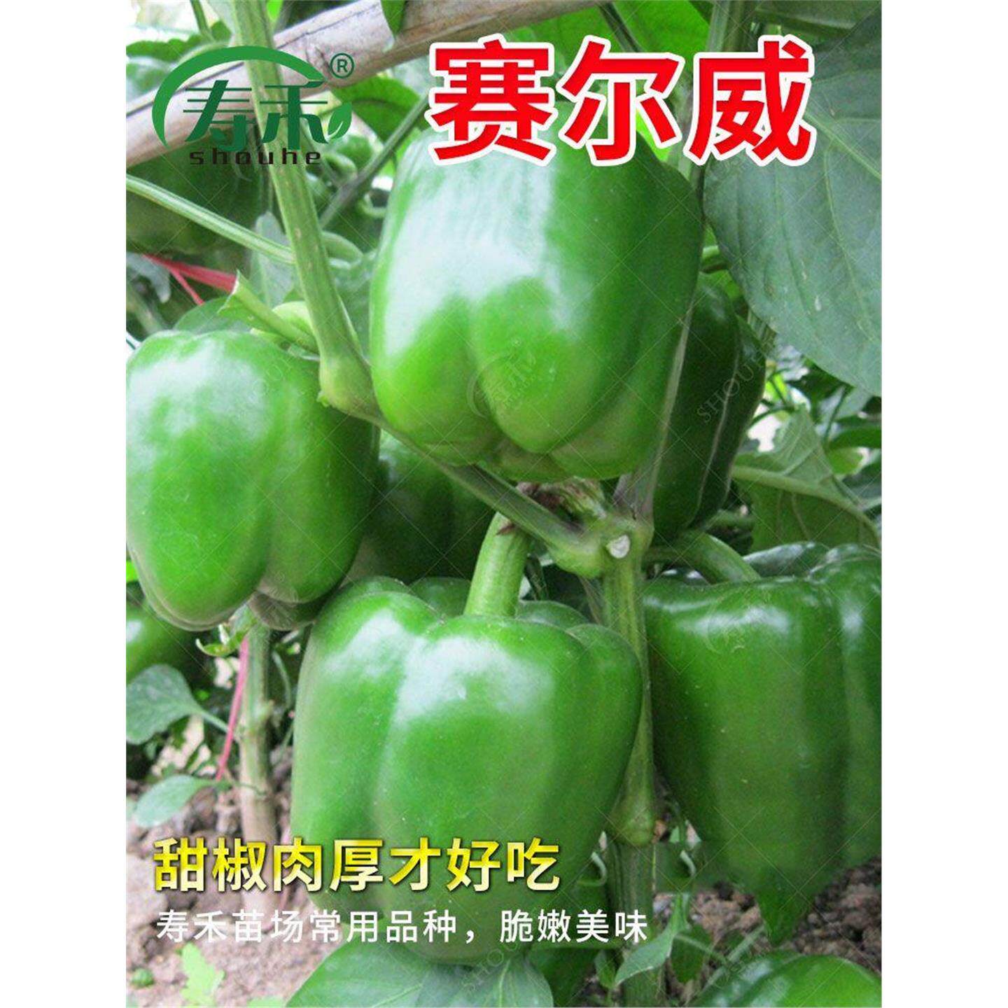 青椒种子辣苗甜籽灯笼红菜
