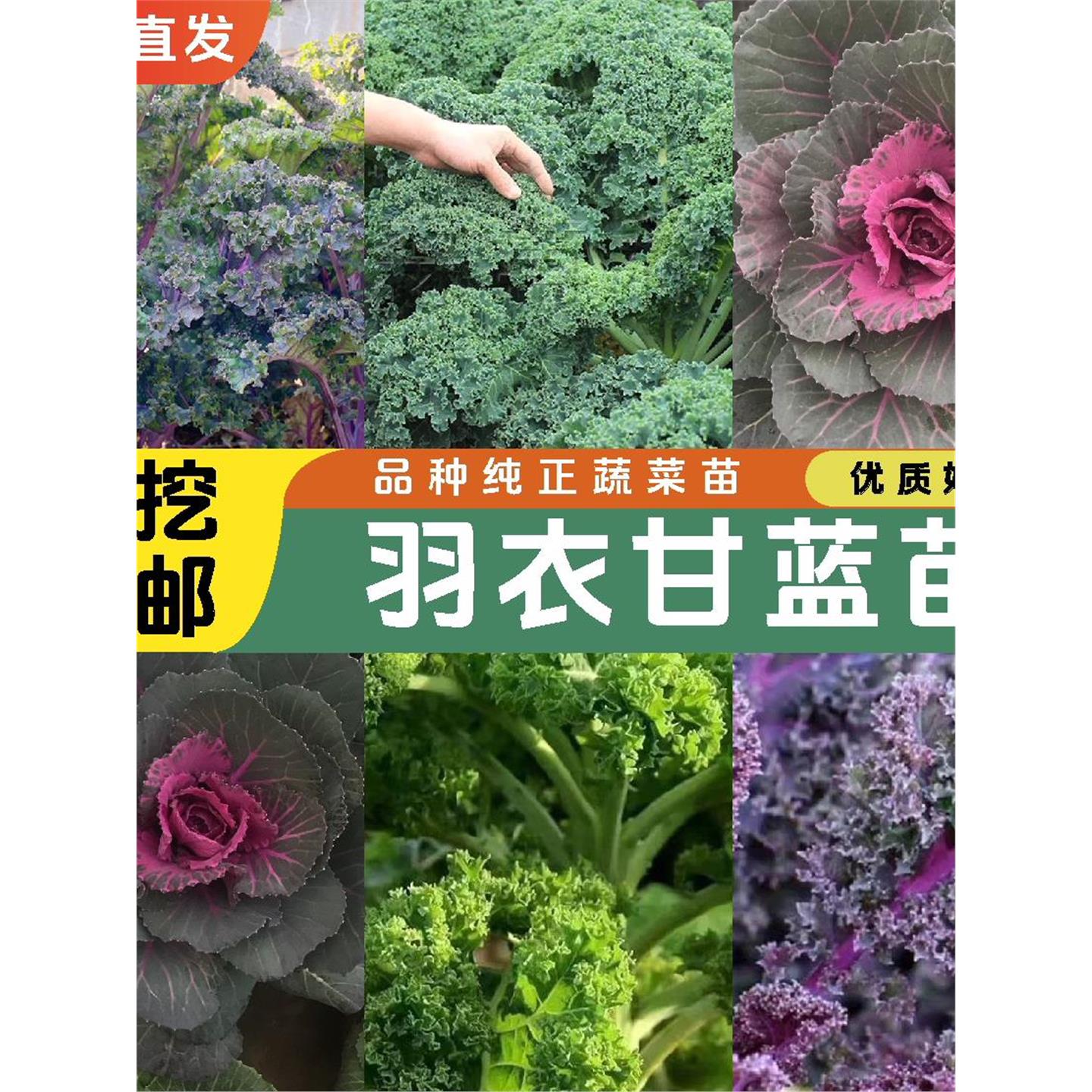 羽衣甘蓝盆栽大苗超耐寒可