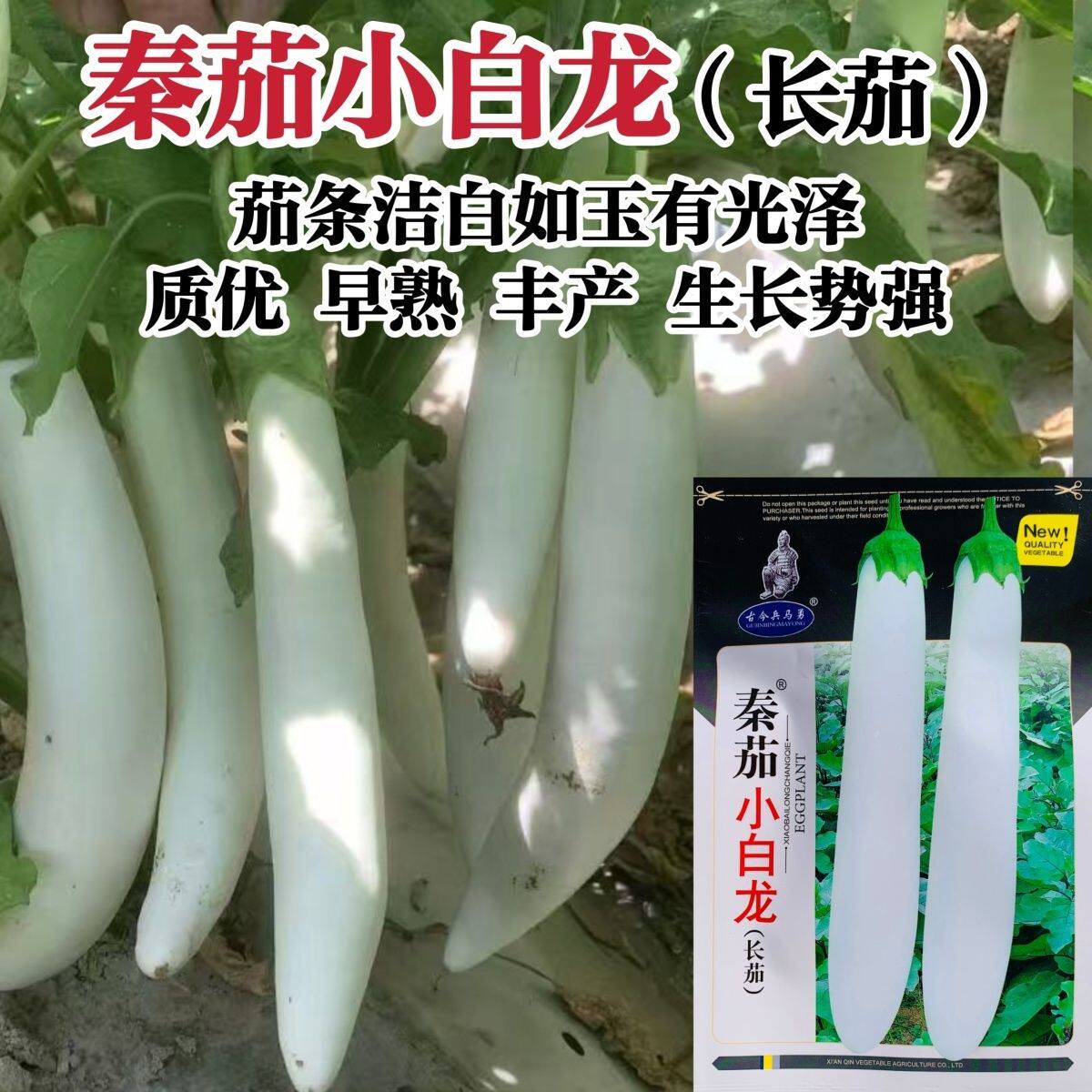 秦茄小白龙子种玉长籽早熟
