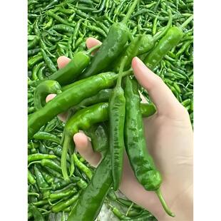 樟树港辣椒苗正宗原种小辣椒苗秧苗种籽青椒苗四季盆栽大田蔬菜苗