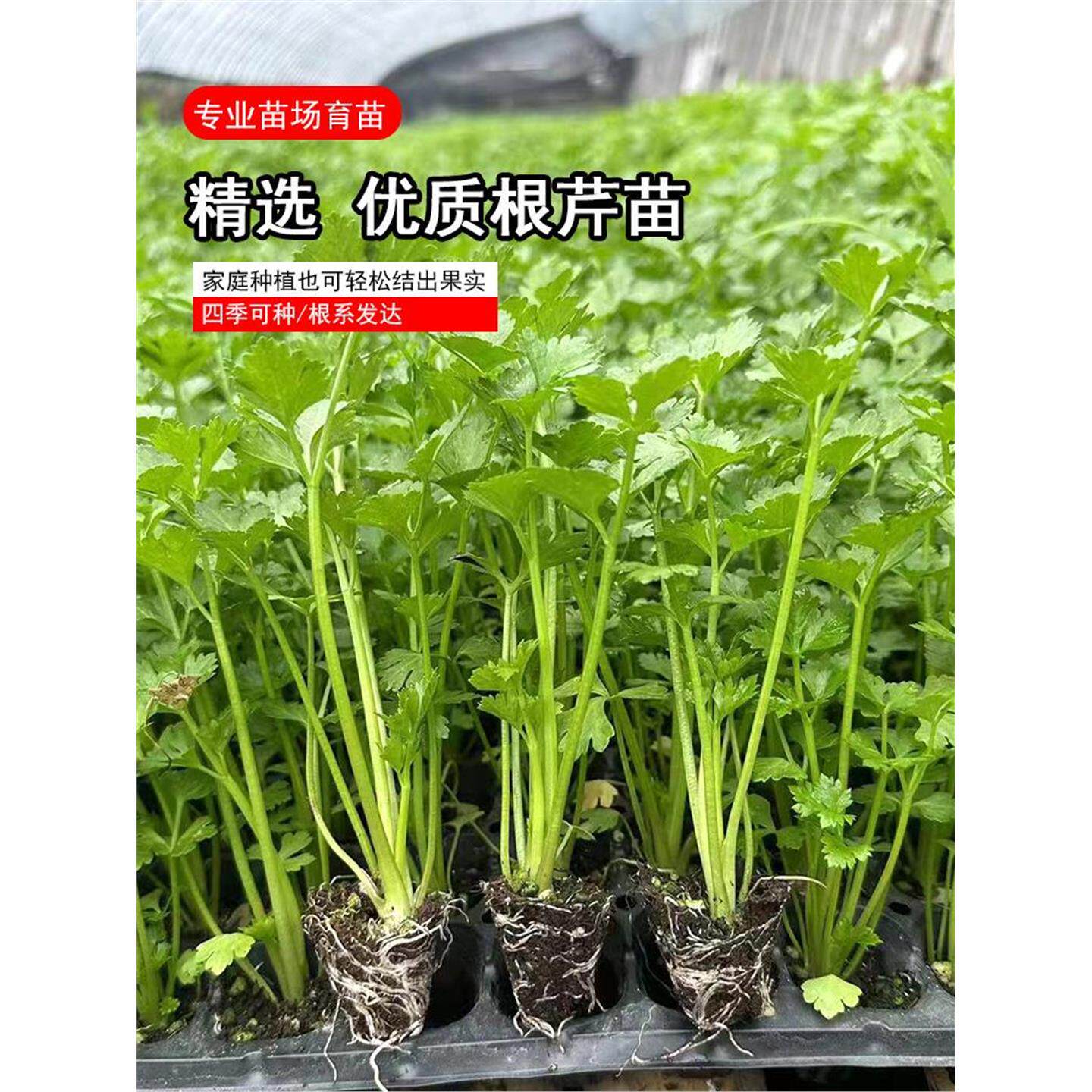 地中海根芹苗菜西种子籽四