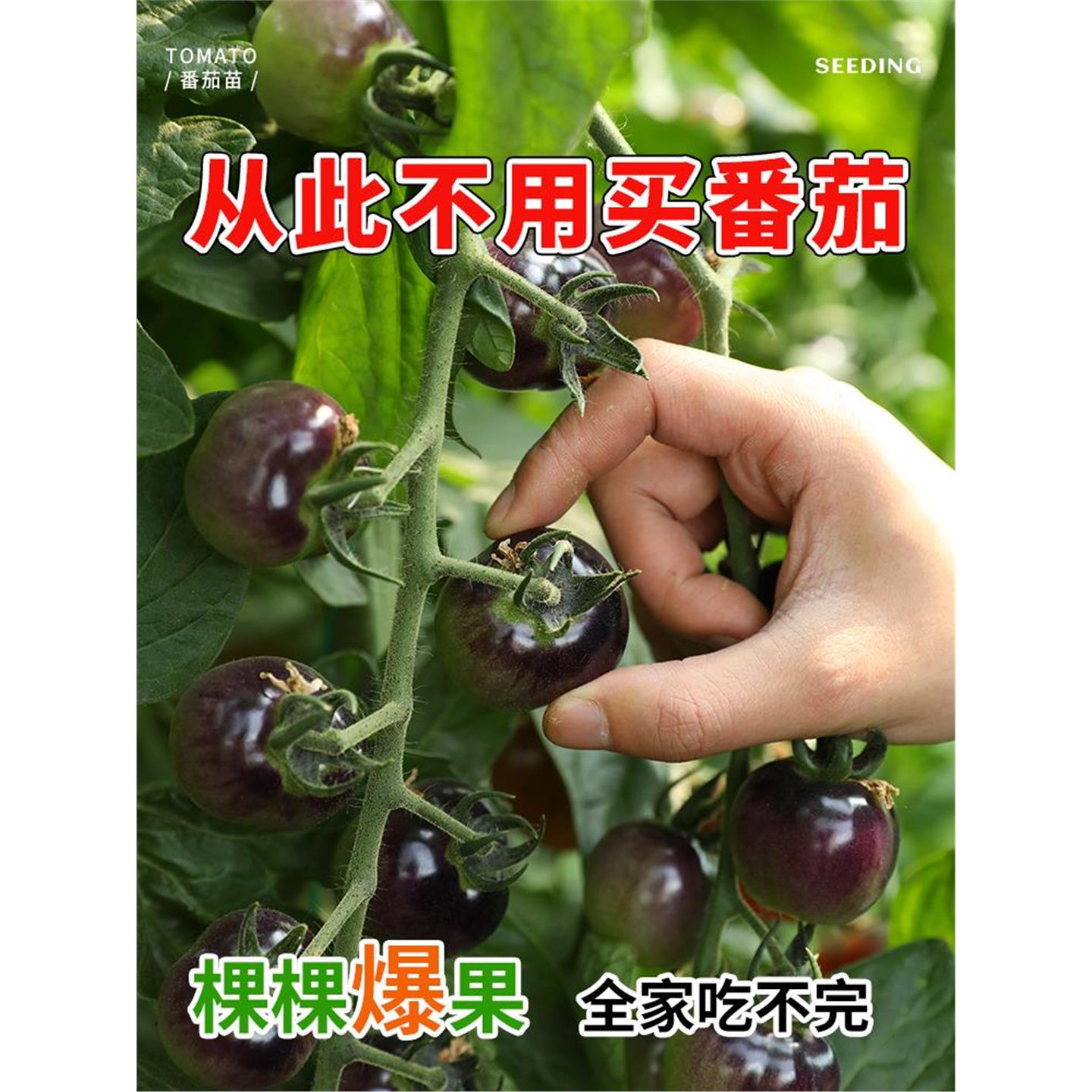 黑珍珠番茄苗黑小西红柿种子四季盆栽圣女果秧苗大全水果千禧苗春
