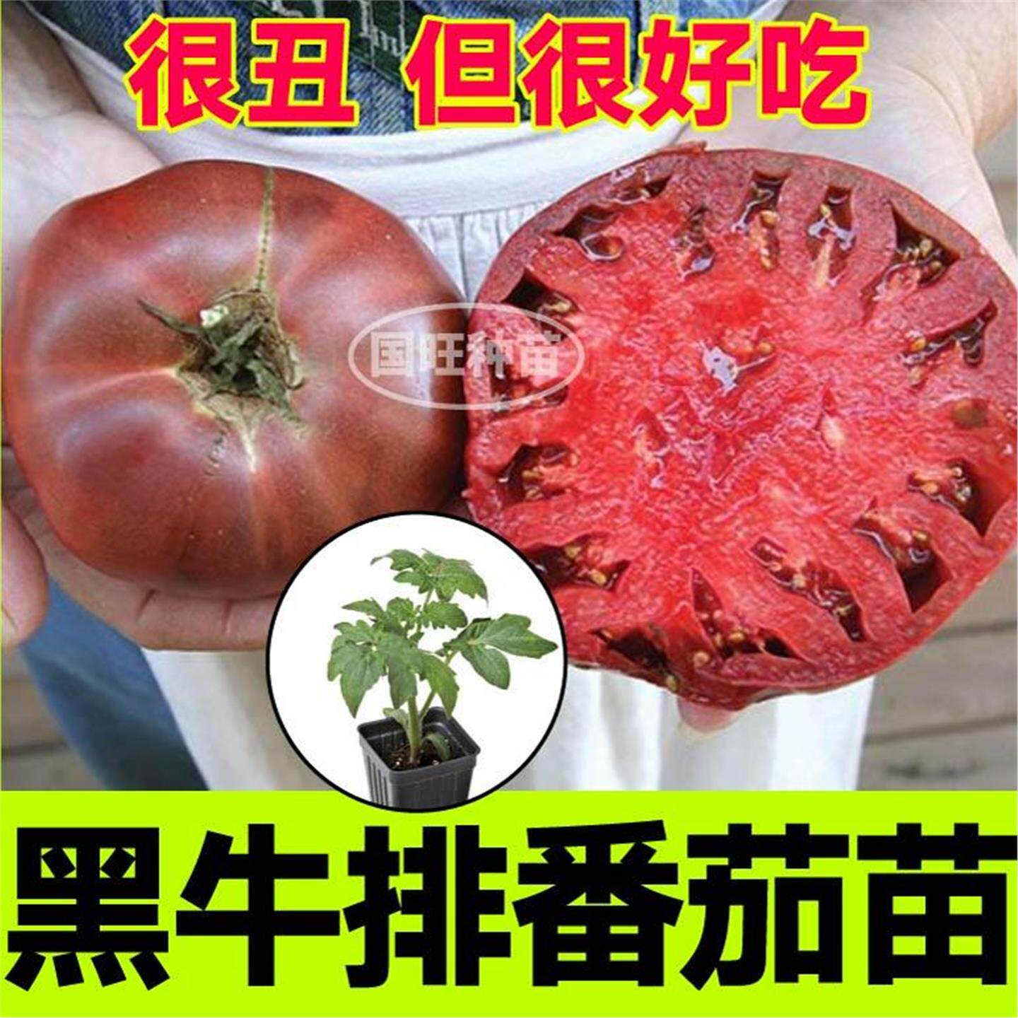 寿光沙瓤黑牛排番茄苗秧红