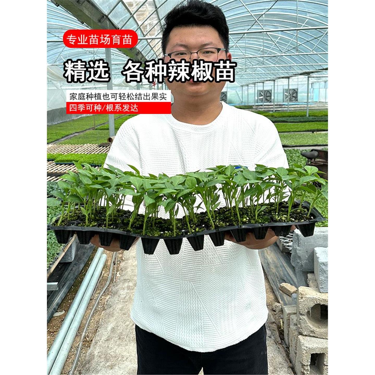 可混装辣椒苗螺丝新鲜耐寒