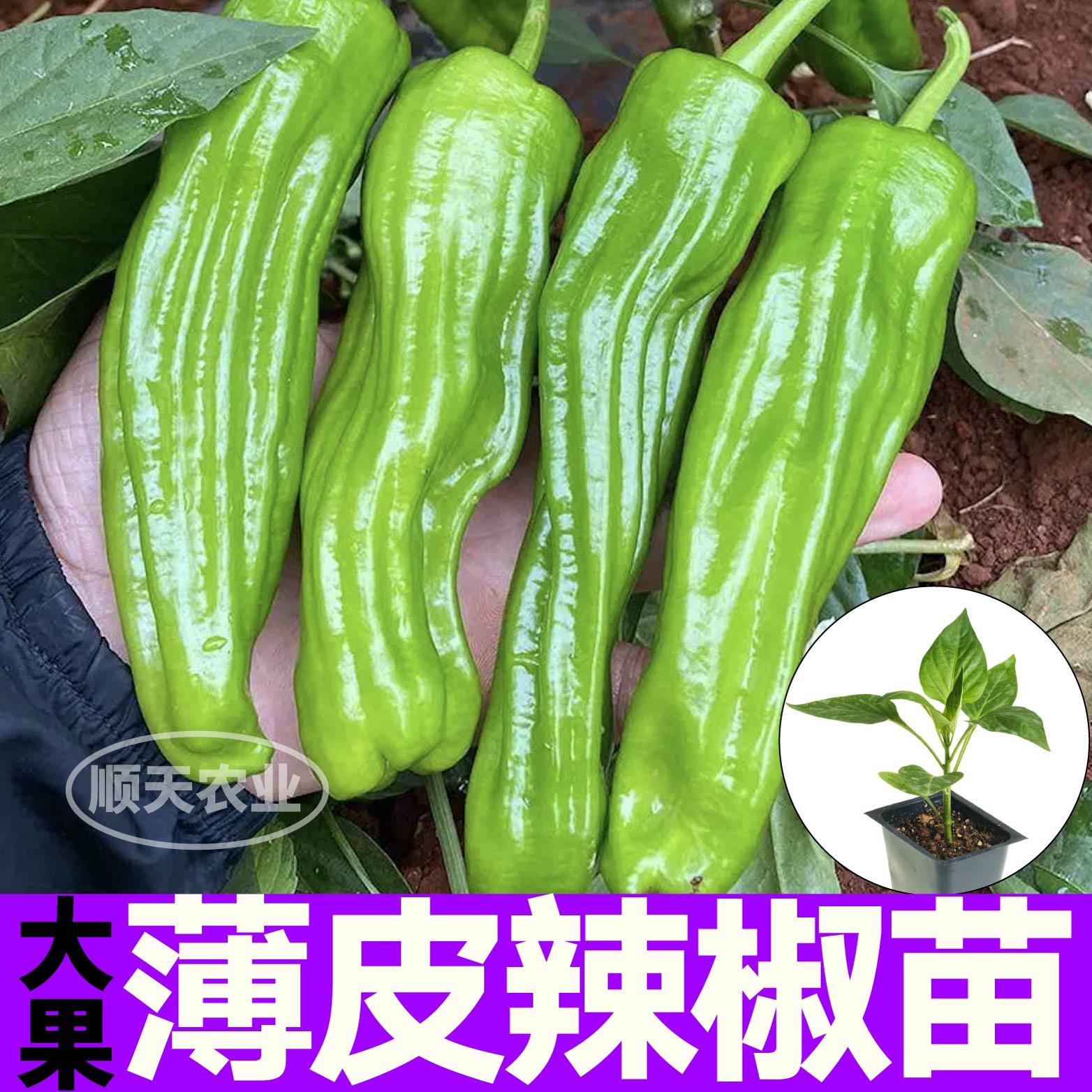 寿光大果薄皮辣椒苗秧皱种