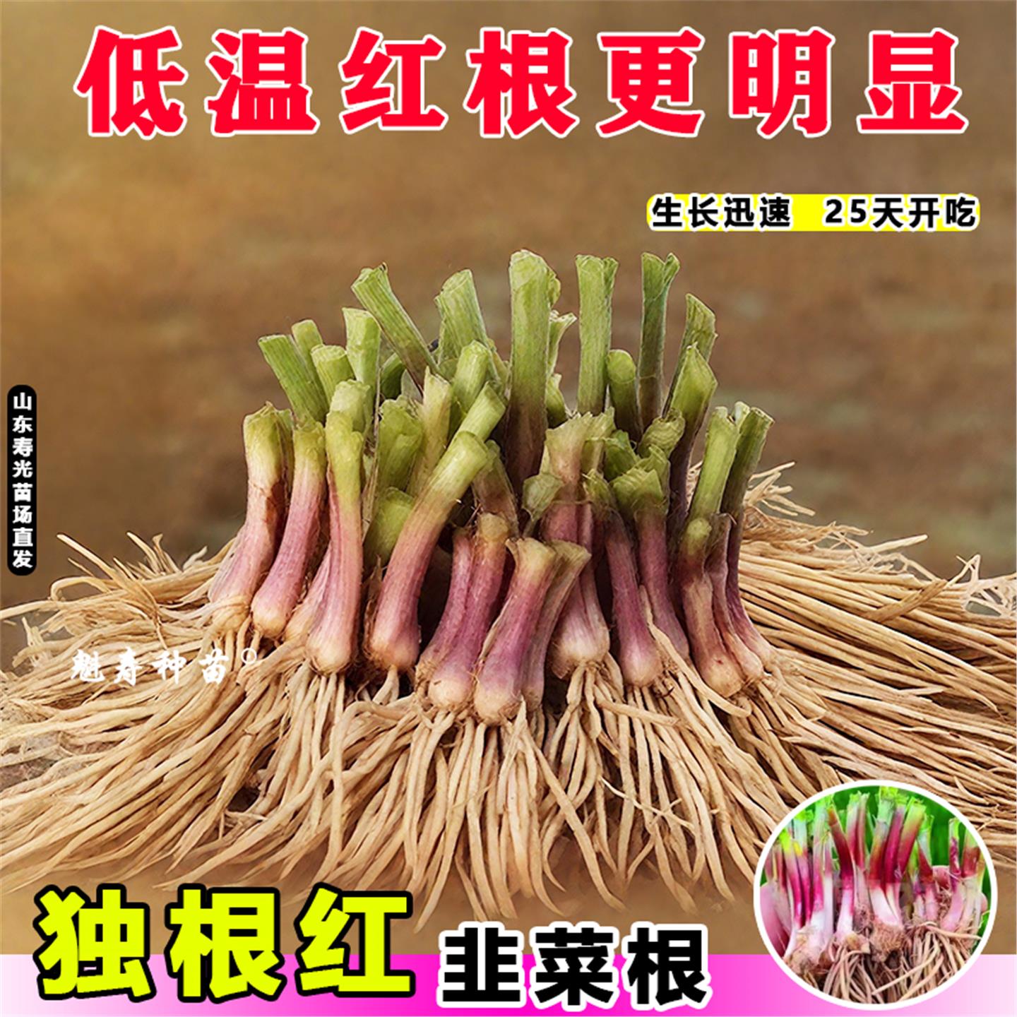 【高产韭菜】紫红根宽叶头