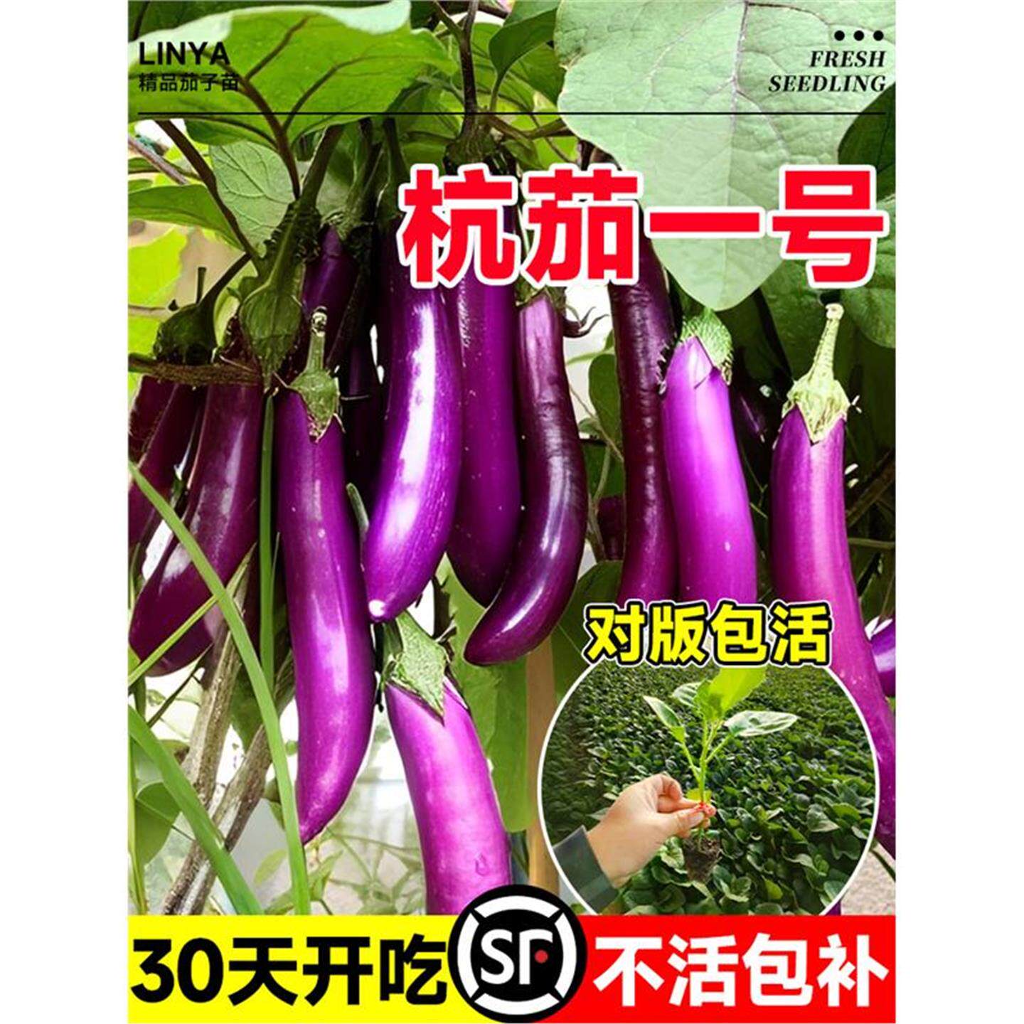 四季茄子苗秧种带土老品嫁