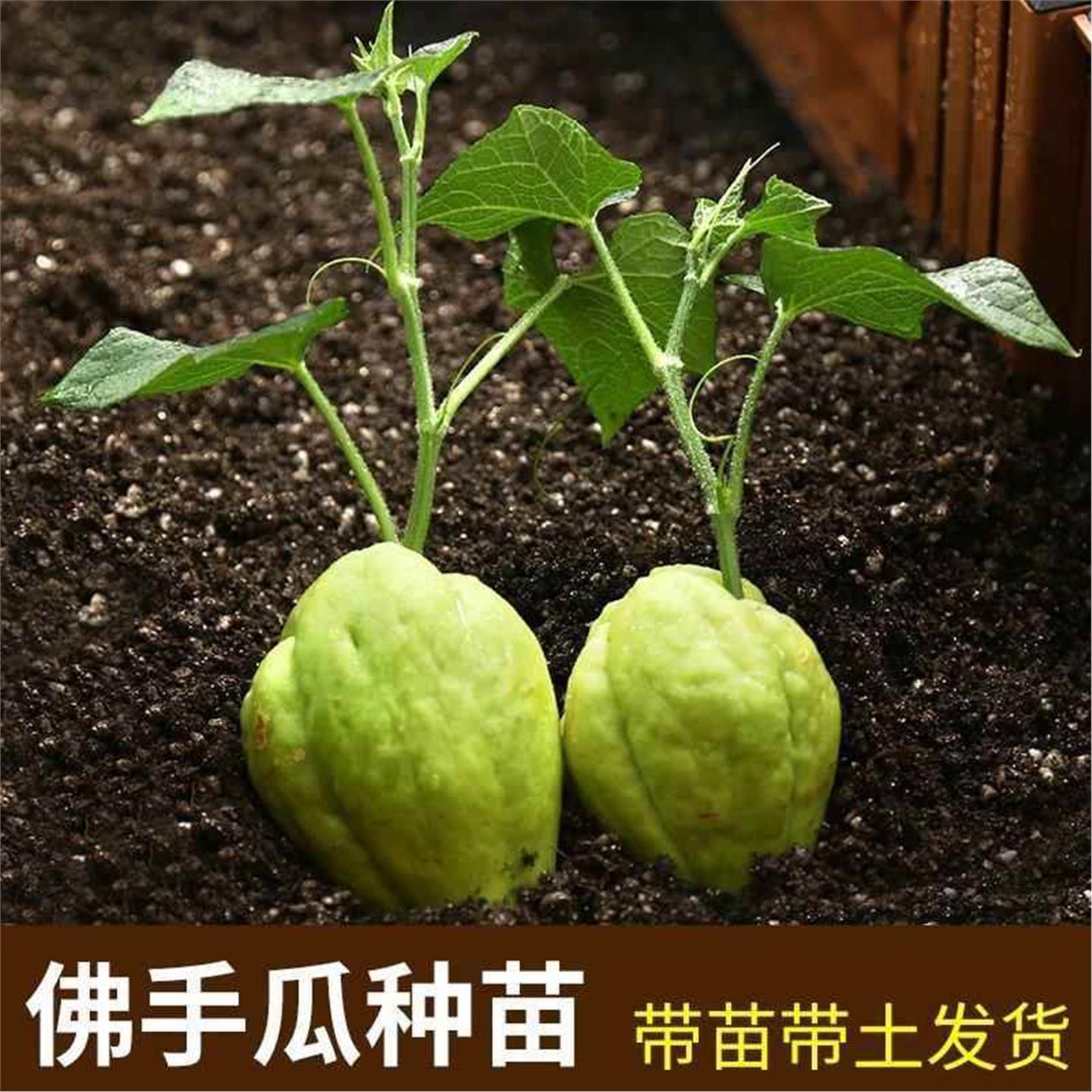老品种佛手瓜苗带土秧芽爪