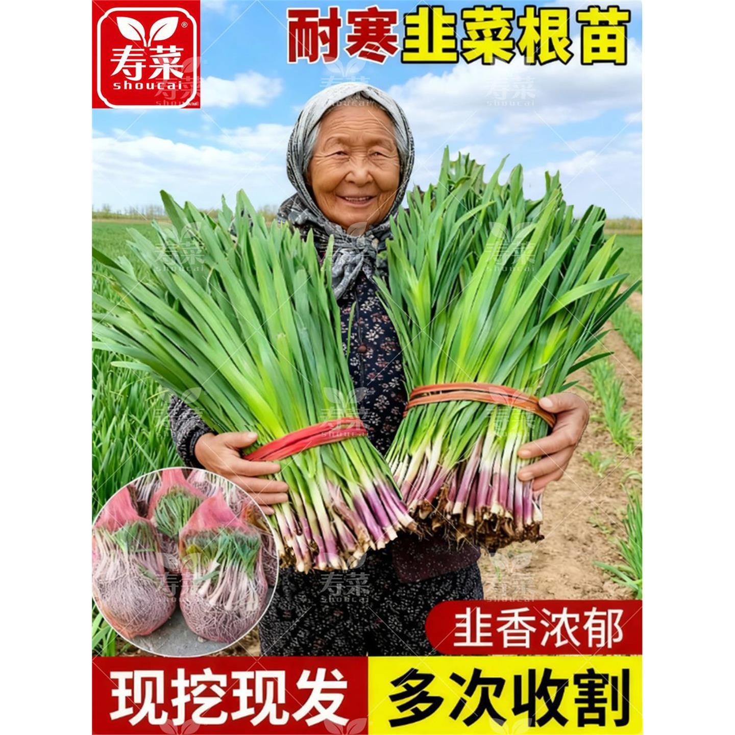 寿光本土现挖红根宽叶韭菜