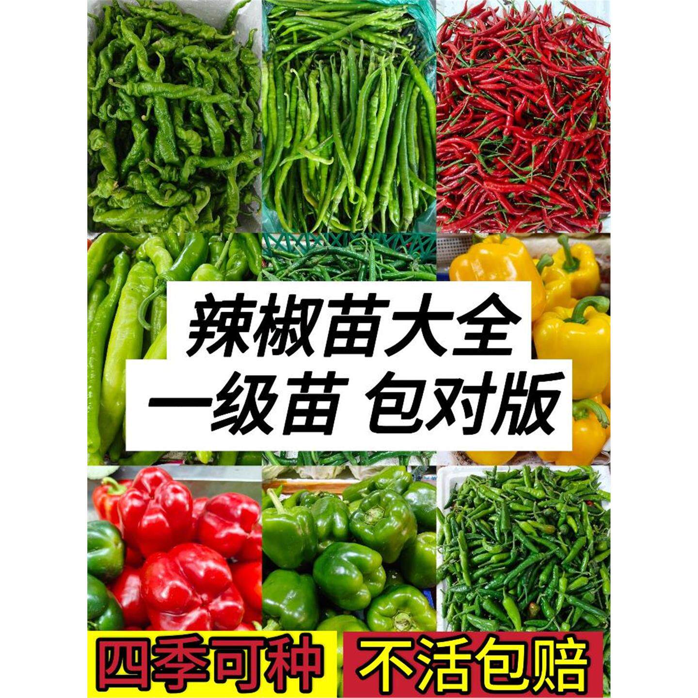 辣椒苗小米螺丝秧四季高产