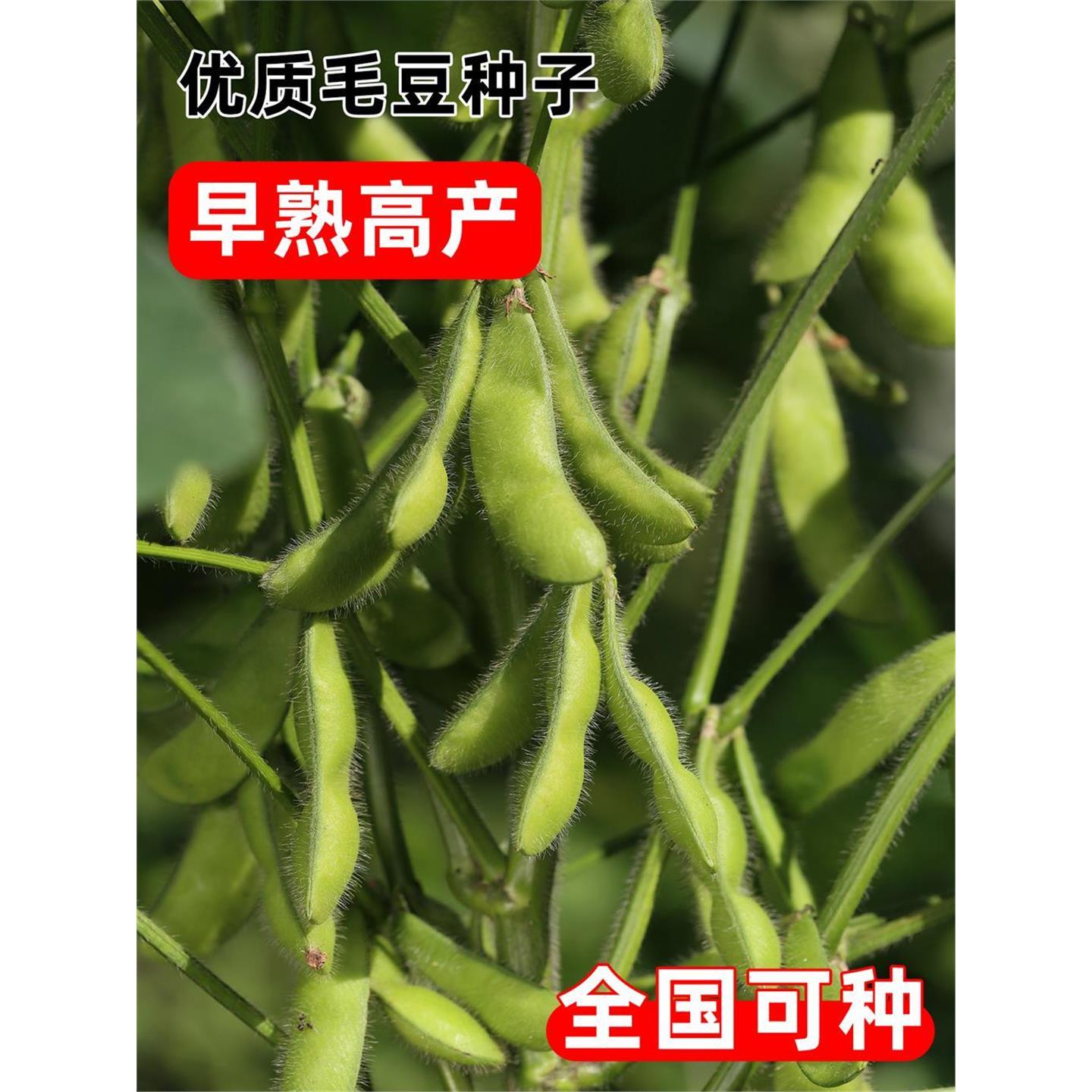 毛豆种子早熟高产青新品蔬