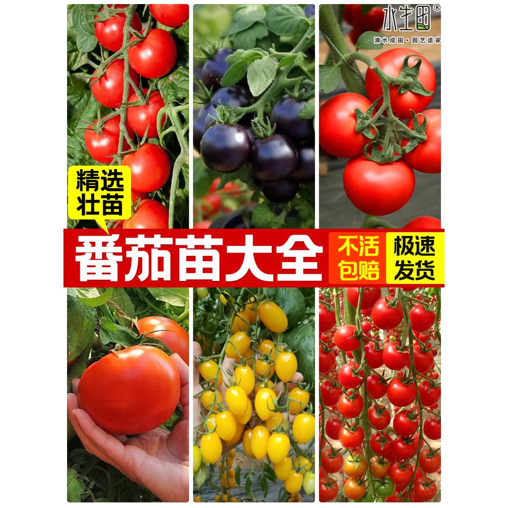 矮生番茄苗小西红柿秧千禧