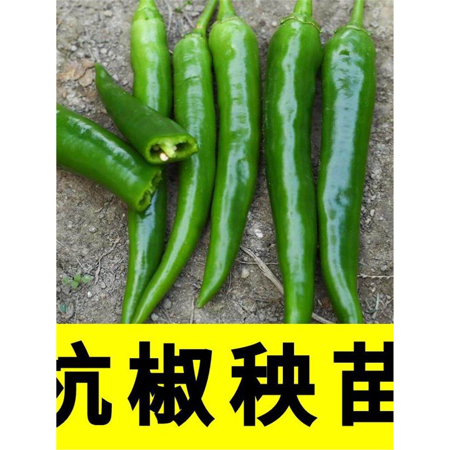 杭椒一号辣苗秧朝天二荆条