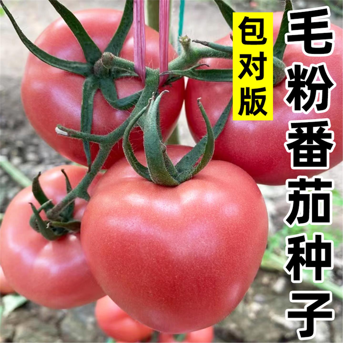 毛粉802番茄种子秧苗四季