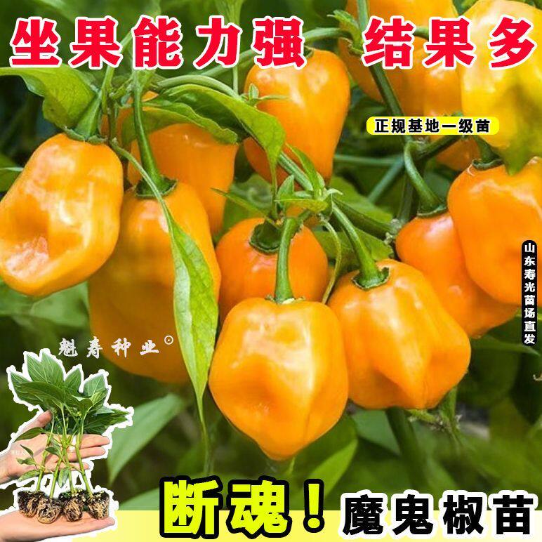 巨辣变态断魂椒魔鬼秧苗爆