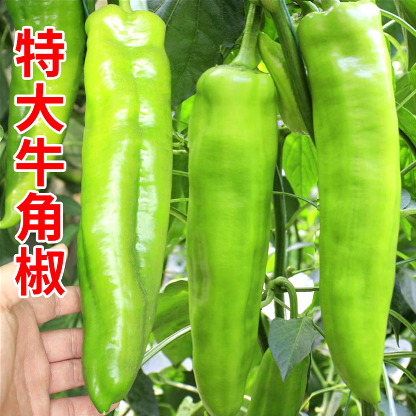 特大牛角椒种子苗秧辣籽青