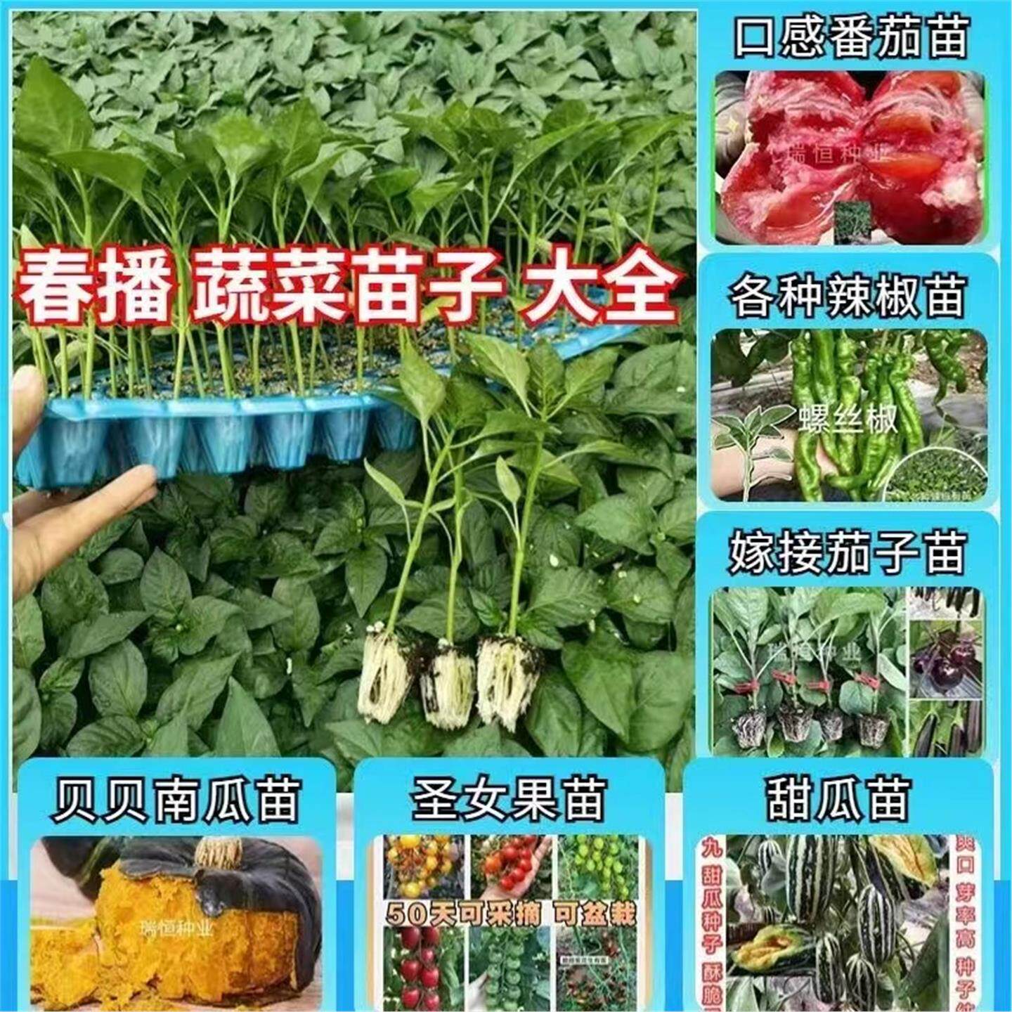 辣椒苗茄子西红柿圣女果甜
