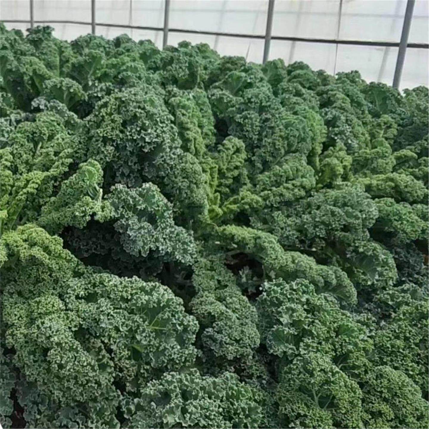 羽衣甘蓝苗绿色紫包菜籽蔬