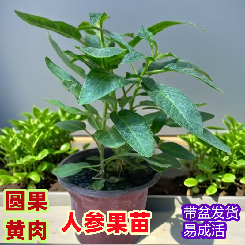 人生果树苗云南嫁接孑籽北