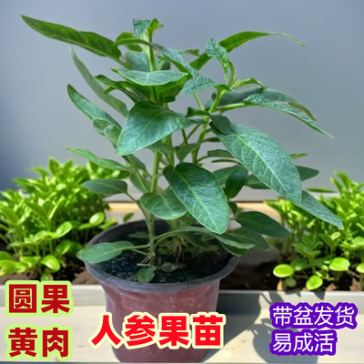 人生果树苗云南嫁接孑籽北