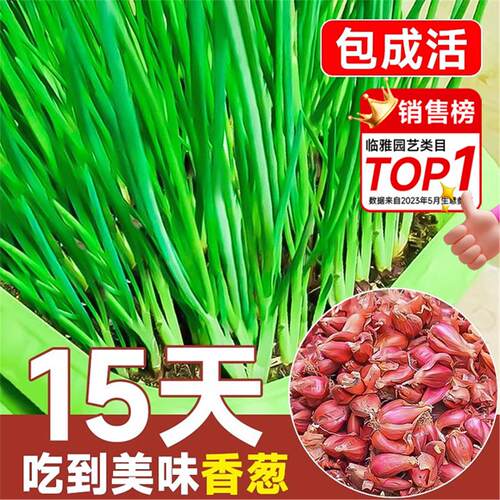 香葱头种子盆栽阳台四季小