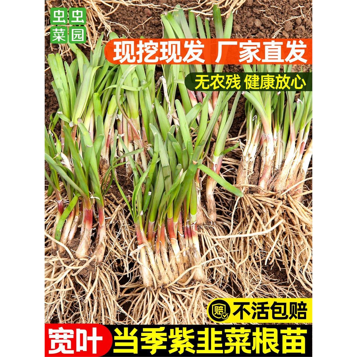新宽叶韭菜根苗四季带土现