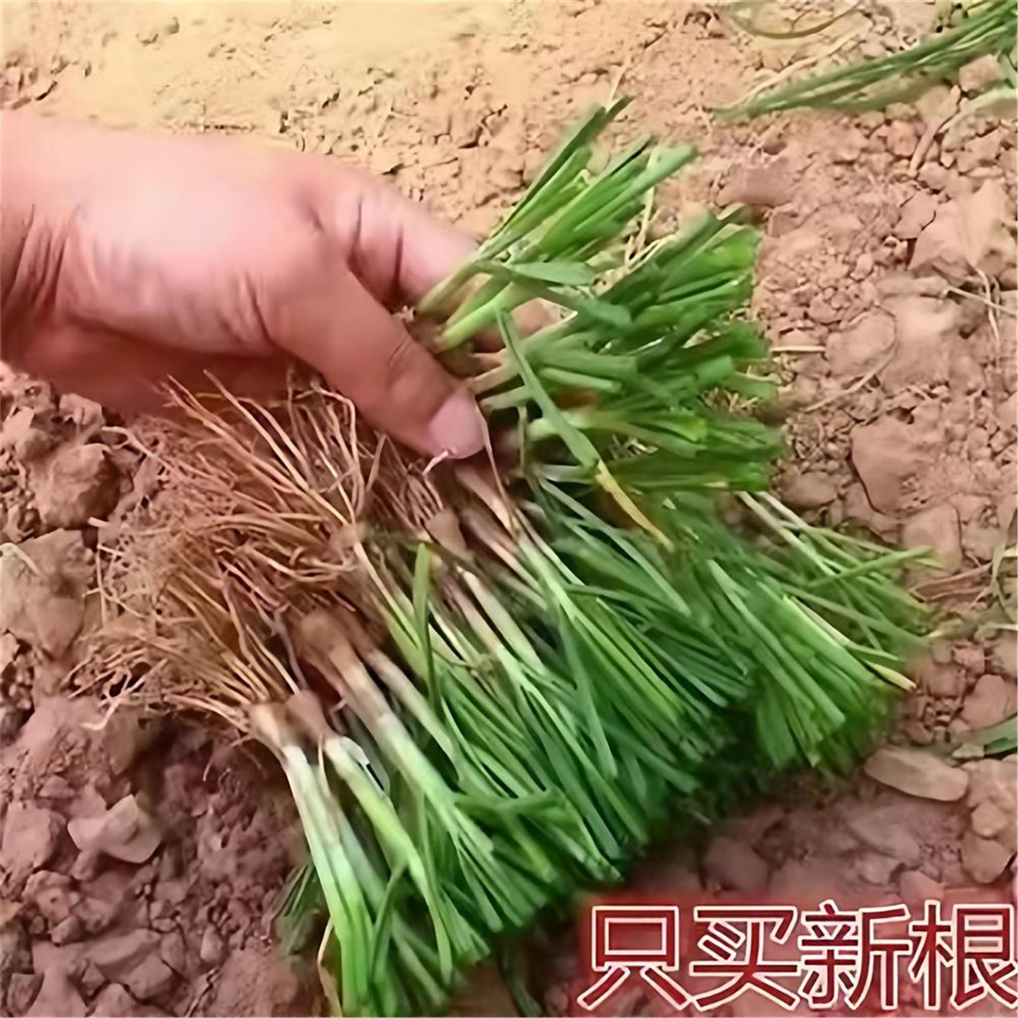 寿光红根韭菜现挖发宽叶独