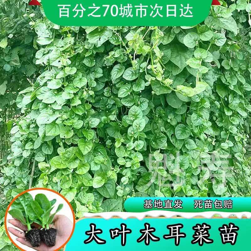 特大圆叶木耳菜苗秧四季春