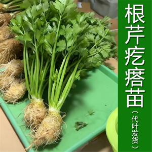 根芹疙瘩苗带叶发货大老桩