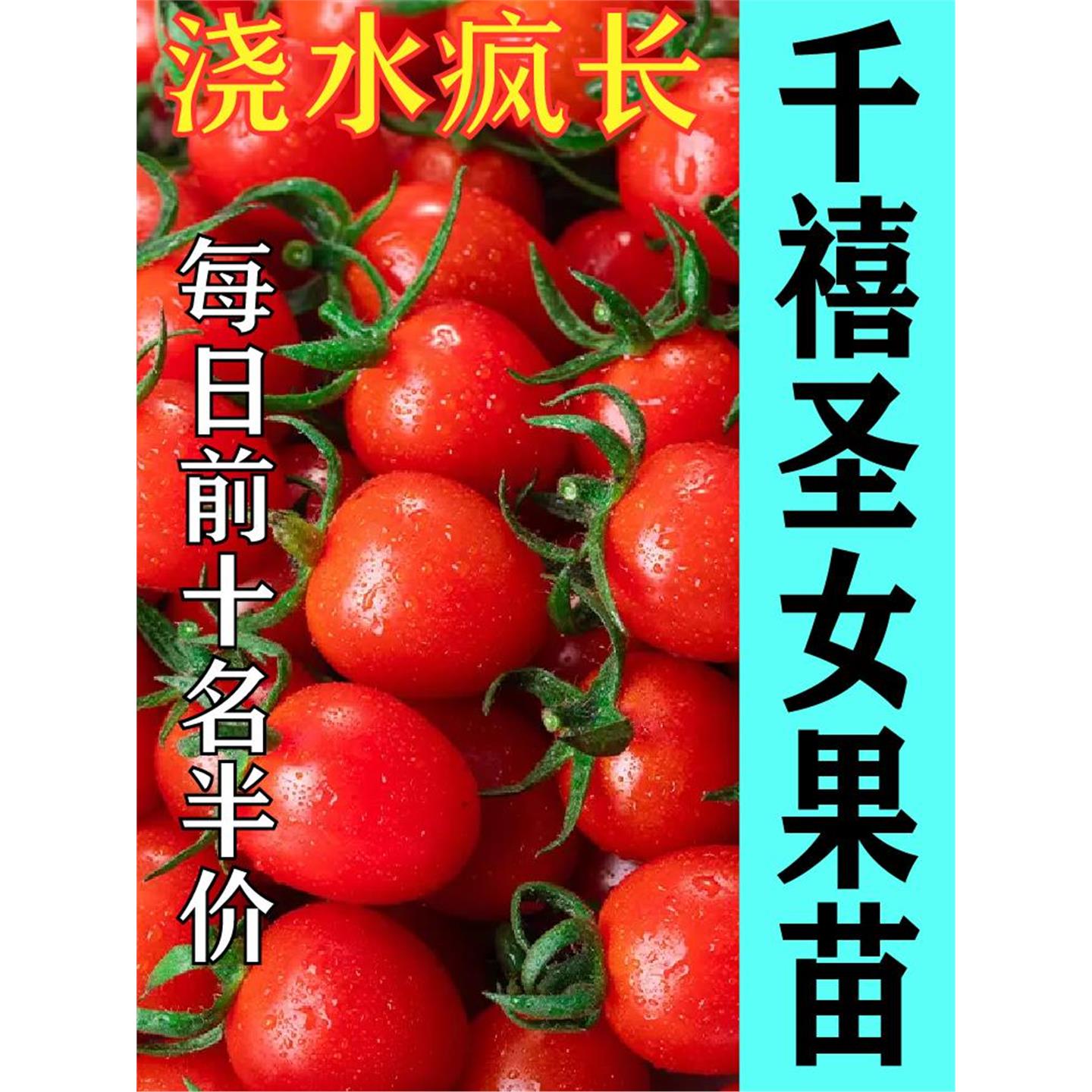 【千禧番茄苗】圣女果小高