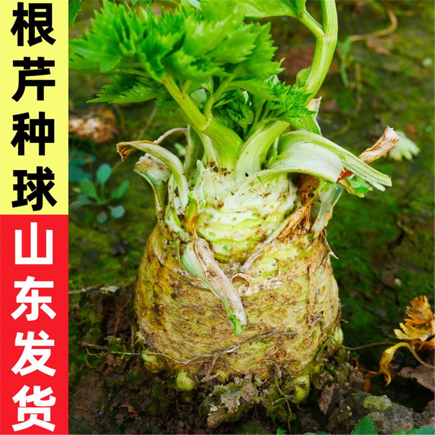 根芹种球地中海苗四季秧菜